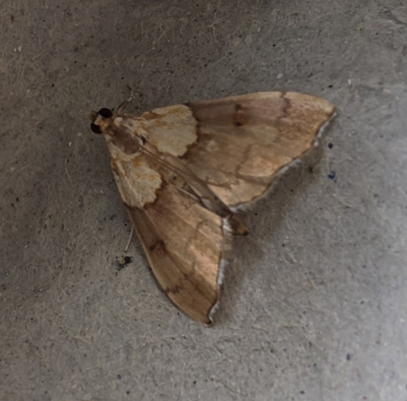 Photo of Beautiful Pearl (Agrotera nemoralis)